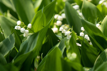 Lily of the valley flower white green leaf muguet