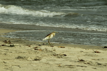 A bird looking something in the sea