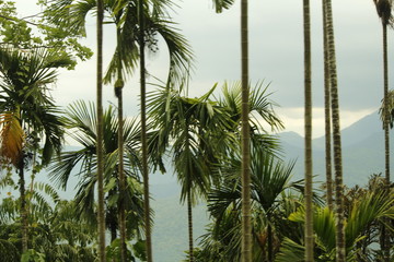 palm tree in the wind