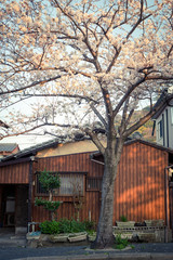 日本家屋と桜