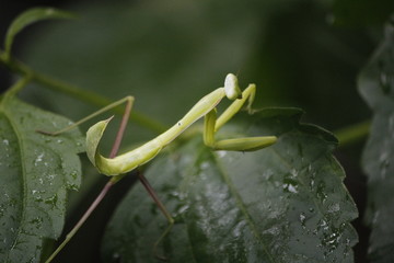 praying mantis on green leaf