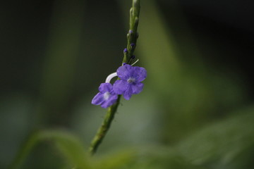close up of blue flowers