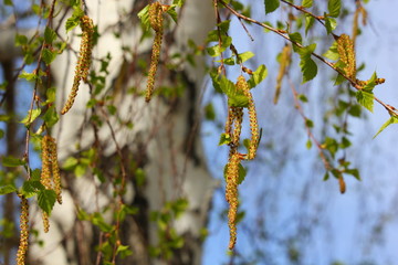 catkins and open birch leaves in spring