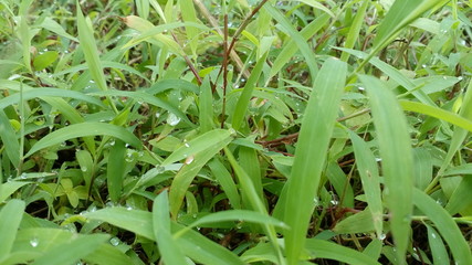 green grass with dew drops