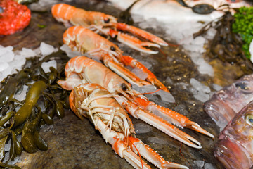 Norway lobster, Dublin Bay prawn