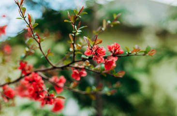 Fototapeta na wymiar Spring tree,.pink and red blossom closeup