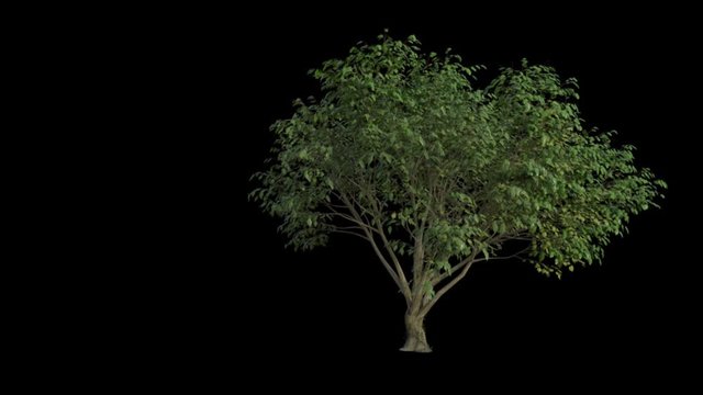 Animation of summer tree with wind in foliage isolated on black background. Lemon tree animation. 3D Rendering.
