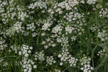 Flowering herbs yarrow