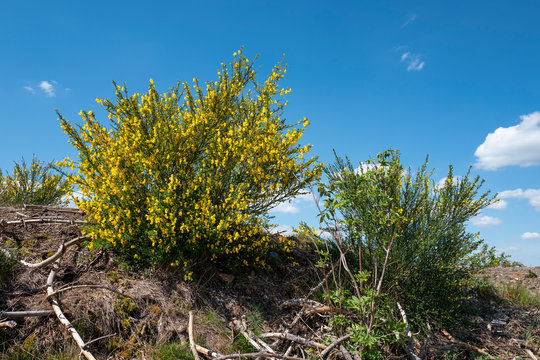 Bl&uuml;hende Landschaften