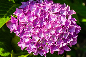 hibiscus purple flower