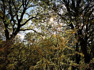 Backlit view of mature woodland trees during afternoon sunset. Sun shines through colorful autumn foliage filling the frame. 