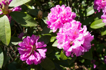 fleurs de rhododendron &eacute;clair&eacute;es par le soleil avec un arri&egrave;re plan sombre