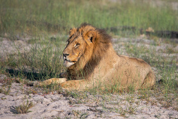 a beautiful African lion proudly walking african savanna lit by botswana's setting sun
