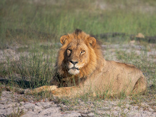 a beautiful African lion proudly walking african savanna lit by botswana's setting sun
