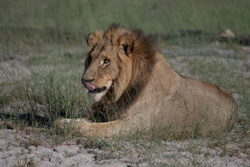 a beautiful African lion proudly walking african savanna lit by botswana's setting sun