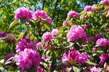 Un massif de rhododendron en fleurs