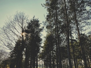 Big & tall pine trees are seen in a dense forest. Natural treescape on scenic woodland trail. Abstract backlit view as afternoon sun shines through branches. Soft focus creates moody atmosphere