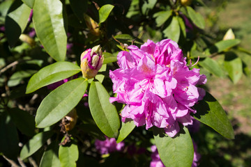 une fleur de rhododendron au printemps