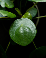 Chinese money plant close-up