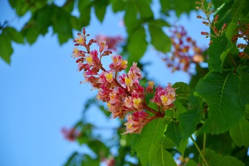 Roßkastanienblüte