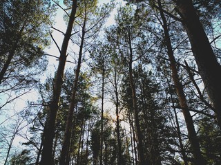 Big and tall pine trees are seen in a dense forest. Natural treescape on scenic woodland trail. Abstract backlit view as afternoon sun shines through branches. Moody atmosphere with natural silhouette