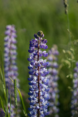 Purple lupine flower grows in the sun