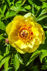 yellow peony rose flower