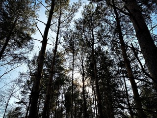 Big and tall pine trees are seen in a dense forest. Natural treescape on scenic woodland trail. Abstract backlit view as afternoon sun shines through branches. Moody atmosphere with natural silhouette