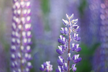 Purple lupine flower grows in the sun