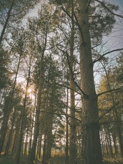 Fototapeta premium Big and tall pine trees are seen in a dense forest. Natural treescape on scenic woodland trail. Abstract backlit view as afternoon sun shines through branches. Moody atmosphere with natural silhouette