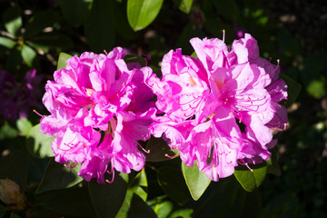 fleurs de rhododendron &eacute;clair&eacute;es par le soleil avec un arri&egrave;re plan sombre