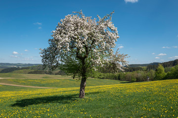 Fototapeta na wymiar Einsamer Obstbaum in voller Blüte auf Löwenzahnwiese