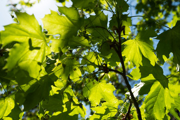 rayon du soleil à travers les feuilles d'un arbre
