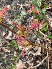 Листья рябины