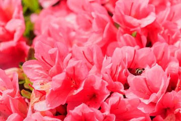 ミツバチとピンク色のツツジ　松本つつじ園　長崎県大村市　
Bee and Pink Azalea Nagasaki Oomura city