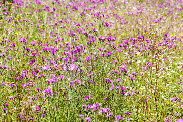Obraz premium field of pink flowers