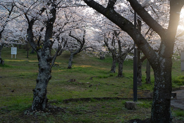公園の桜