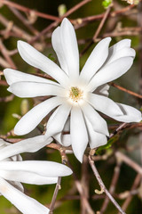 Fototapeta premium white flower in the garden