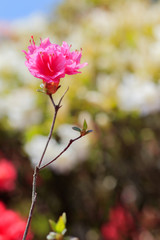 松本つつじ園 長崎県大村市 Azalea Nagasaki Oomura City Wall Mural M H 松本つつじ園 長崎県大村市 Azalea Nagasaki Oomura City Wall Mural M H