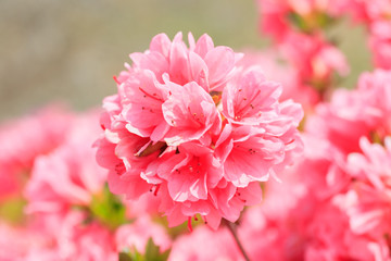 Fototapeta premium ピンク色のツツジ 松本つつじ園 長崎県大村市 Pink Azalea Nagasaki Oomura city