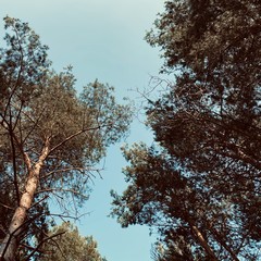 Worm's eye perspective in the middle of a dense pine forest. Looking straight up towards sky through branches and foliage. Soft focus on treetops creating pattern against a blue sky in background.