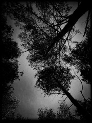 Worm’s eye perspective in a pine tree forest. Looking straight up through branches towards treetops and canopy. Branches and foliage create shapes against sky. Black and white moody atmosphere edit.
