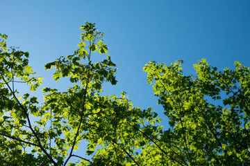 la lumière à travers les feuilles des arbres avec le ciel bleu en arrière plan 