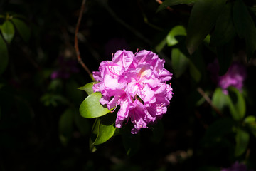 fleur de rhododendron isol&eacute;e avec un arri&egrave;re plan sombre
