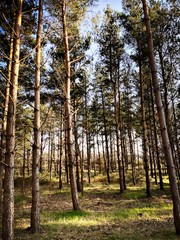Tall and straight mature pine trees in a dense forest during early spring. Afternoon sunset creates colorful scene in nature. Natural woodland background.