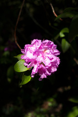 fleur de rhododendron isol&eacute;e avec un arri&egrave;re plan sombre