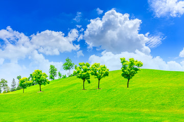 Fototapeta na wymiar Green grass and tree on a sunny day.