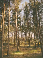 Tall and straight mature pine trees in a dense forest during early spring. Afternoon sunset creates colorful scene in nature. Natural woodland background.