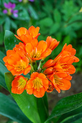 orange chrysanthemum flower
