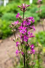 pink flowers in the garden